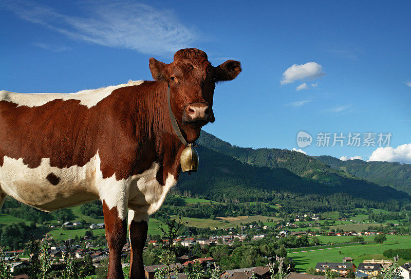 高山牛