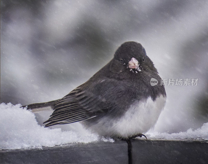 黑眼睛的Junco在暴风雪中