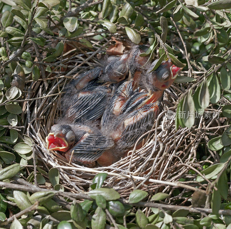 饥饿的雏鸟在巢中