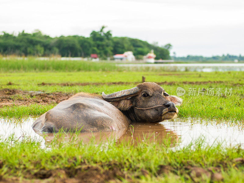 水牛在泥浴。幸福的时间