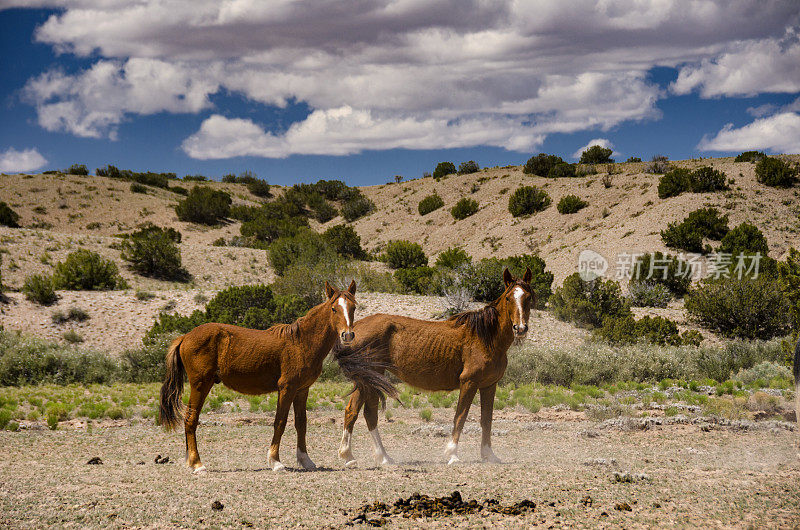 新墨西哥沙漠中的两匹野马