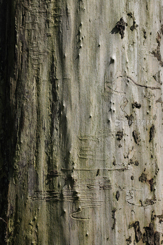 树干纹理有甲虫的痕迹