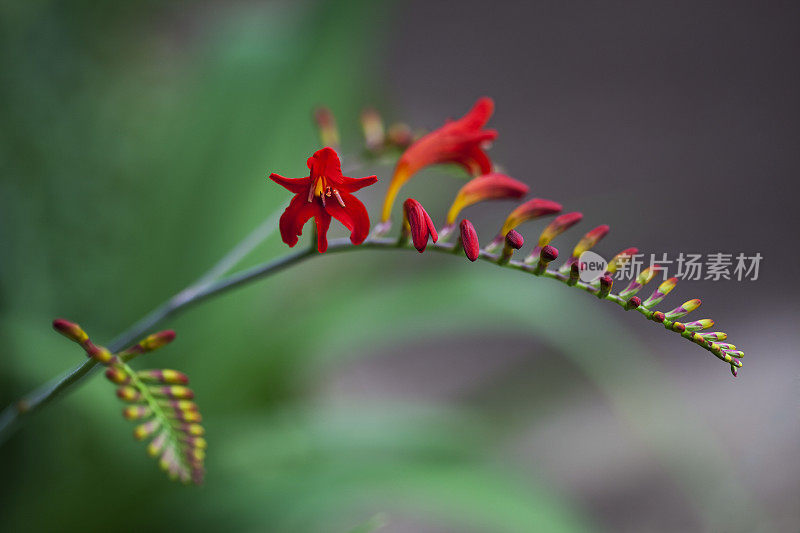 红花植物特写