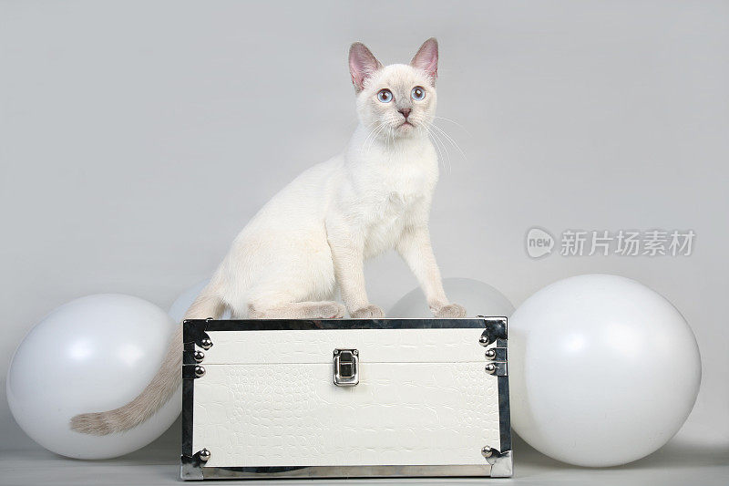 坐在盒子上的泰国母猫