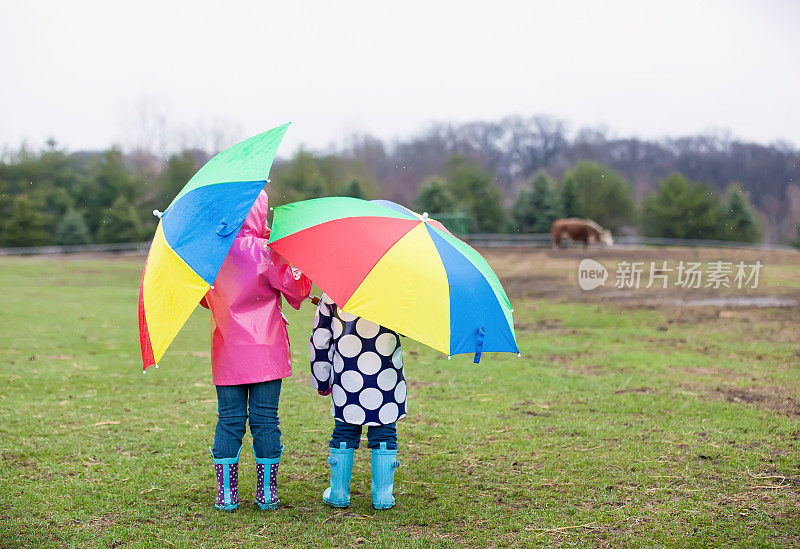 在雨中拿着雨伞看奶牛的女孩