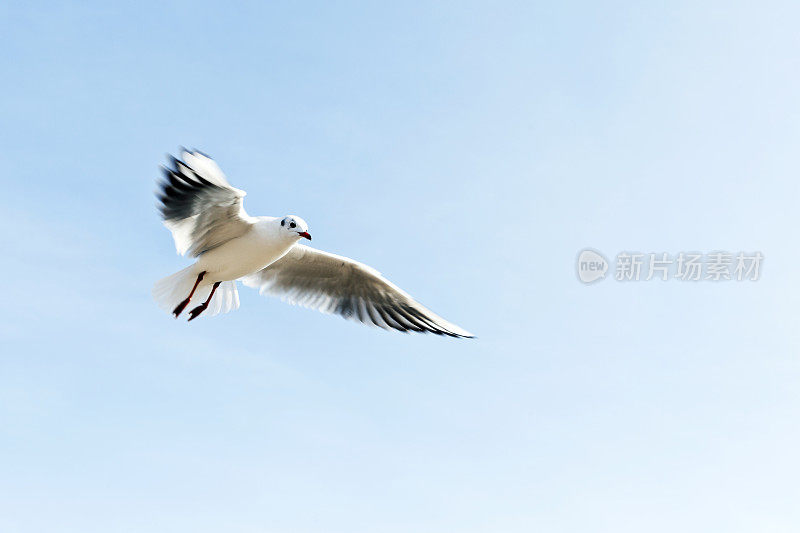 蓝天下的海鸥