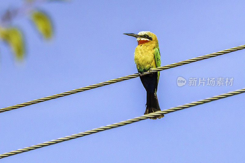 白冠食蜂鸟