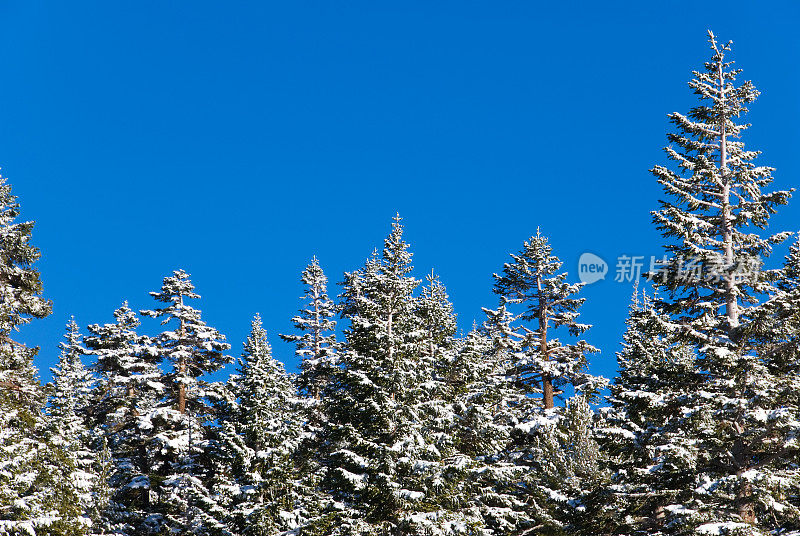 白雪覆盖的松树的边界