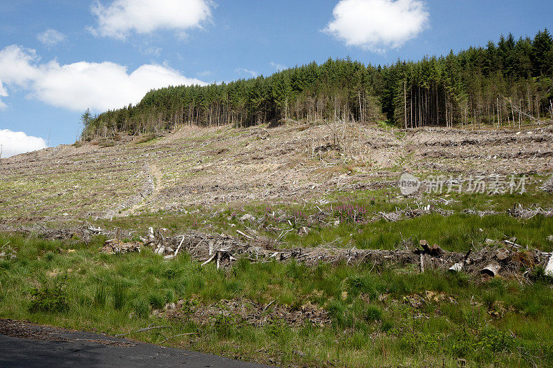 威尔士山坡森林效应