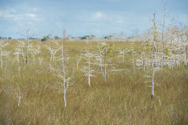生长在佛罗里达湿地湿地国家公园的矮柏树