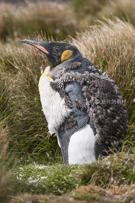 福克兰群岛上正在蜕皮的一岁帝企鹅