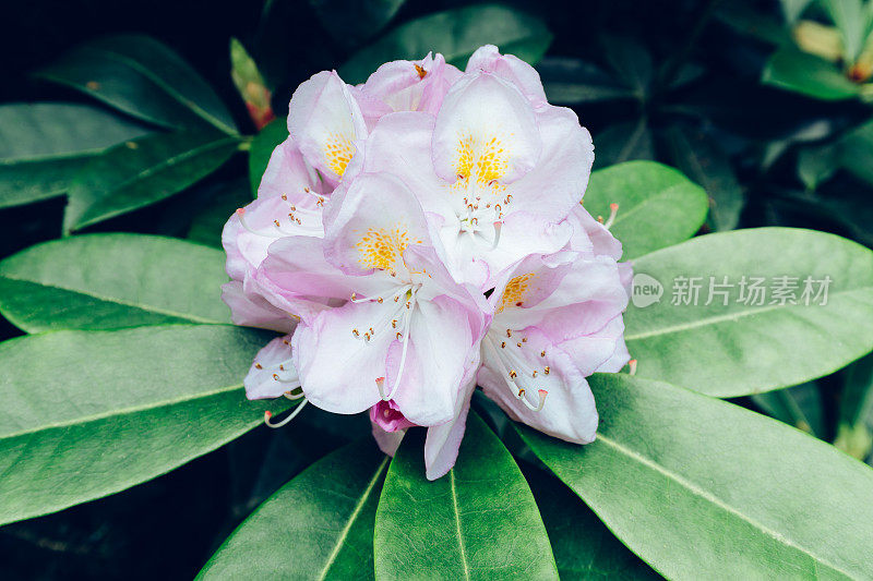 杜鹃花的歌篾饮水器的