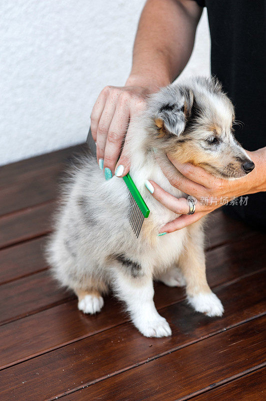 梳着设得兰牧羊犬的毛