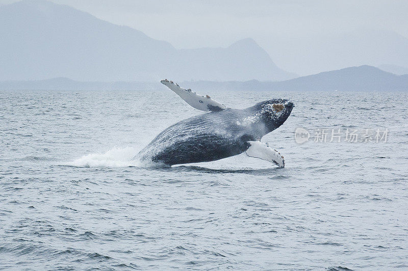 靠近Tofino的驼背鲸，温哥华岛，BC，加拿大。