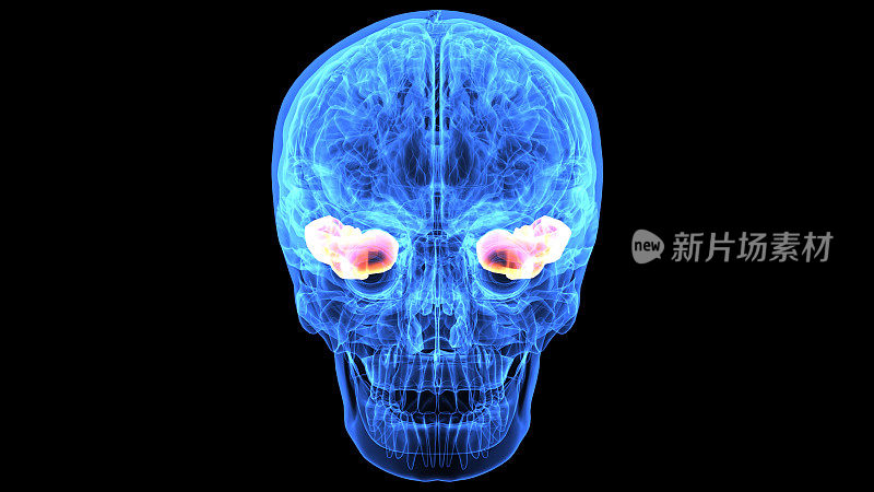 人体大脑解剖部分的3d插图