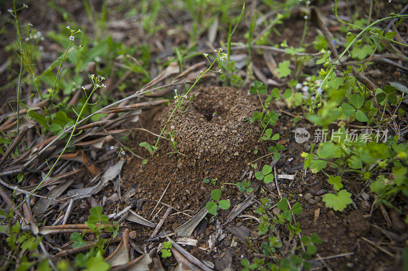 蚂蚁在农田里挖洞