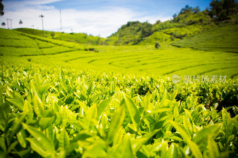 绿茶的农场