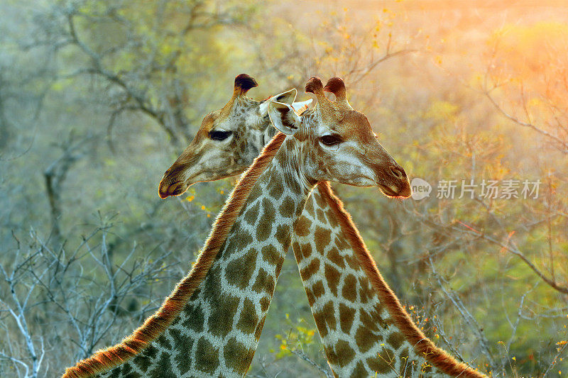 长颈鹿非洲野生动物野生动物自然草原野生克鲁格模式