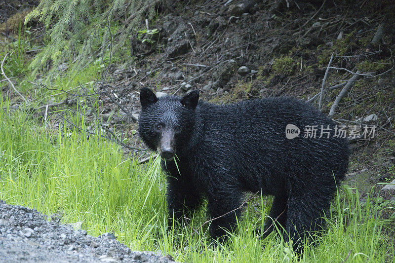 不列颠哥伦比亚省特产大黑熊吃草海达