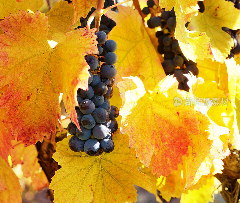 克里米亚乌克兰葡萄园里成熟的葡萄