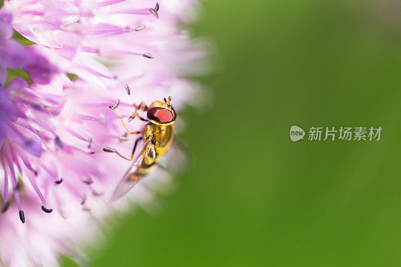 葱花上的食蚜蝇