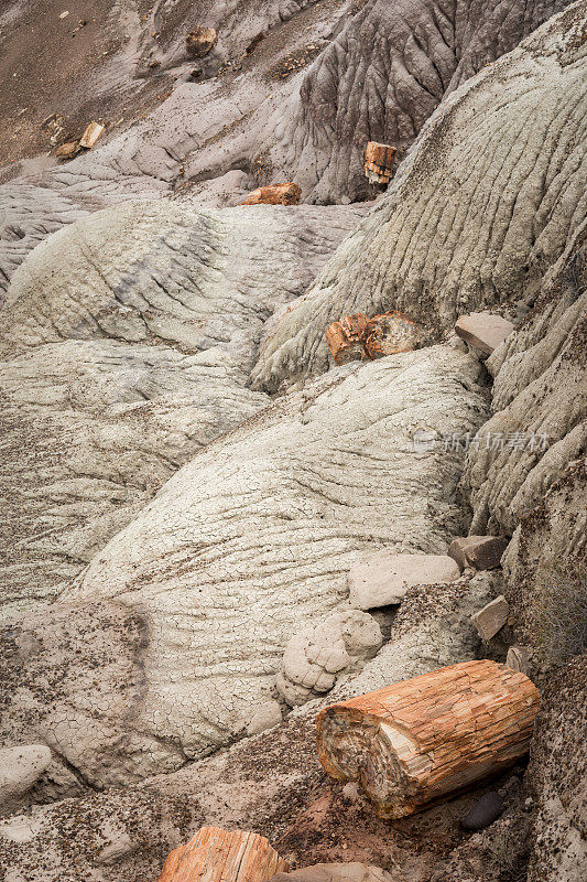 石化森林国家公园里奇异而美丽的化石
