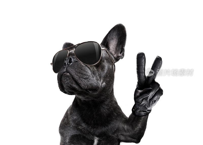 狗狗戴着太阳镜和和平的手指