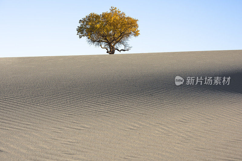 沙漠里一棵孤独的树