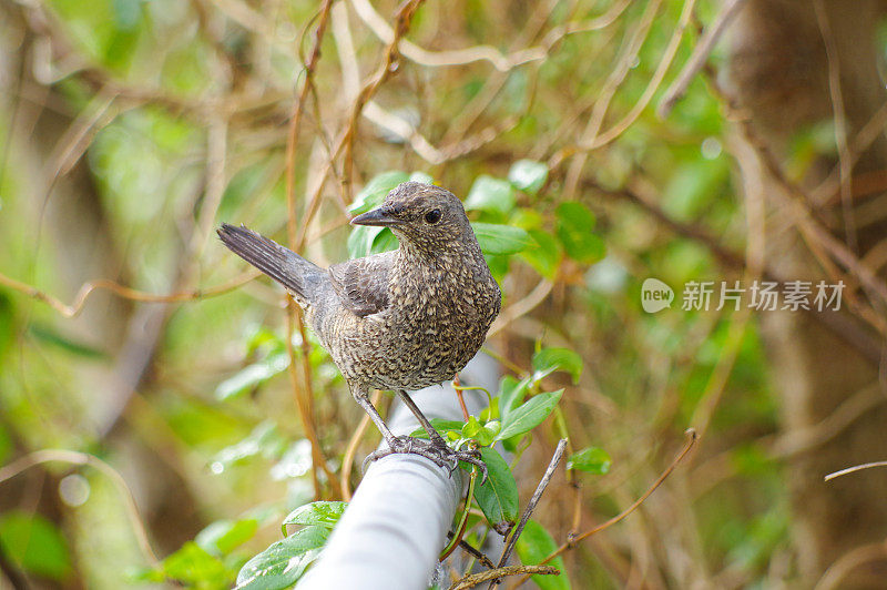 蓝岩画眉