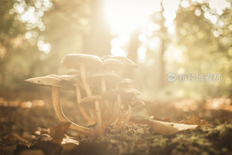 美丽的秋日里，森林里的蘑菇