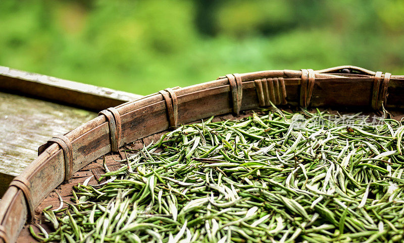 优质的新鲜绿茶被称为“白茶”。