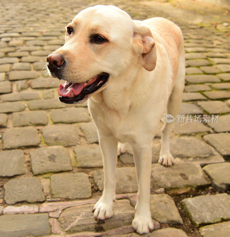 英国的拉布拉多寻回犬