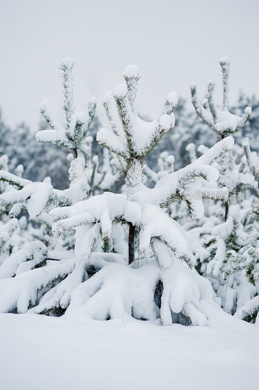 奇妙的冬日森林里白雪覆盖的大树户外拍摄