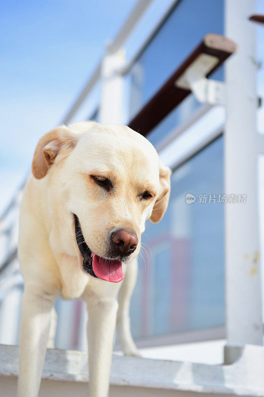 一条船上的拉布拉多寻回犬