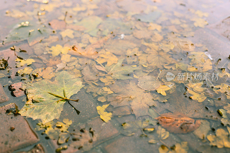 水坑，树叶，铺路