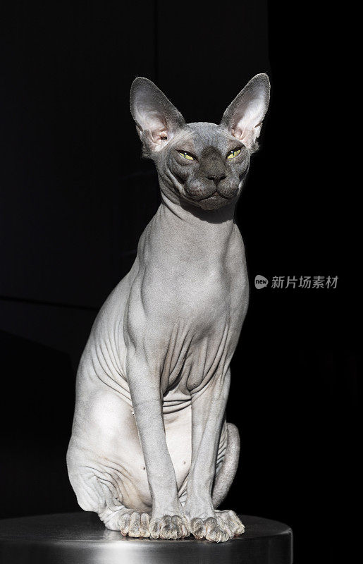 Sphynx猫