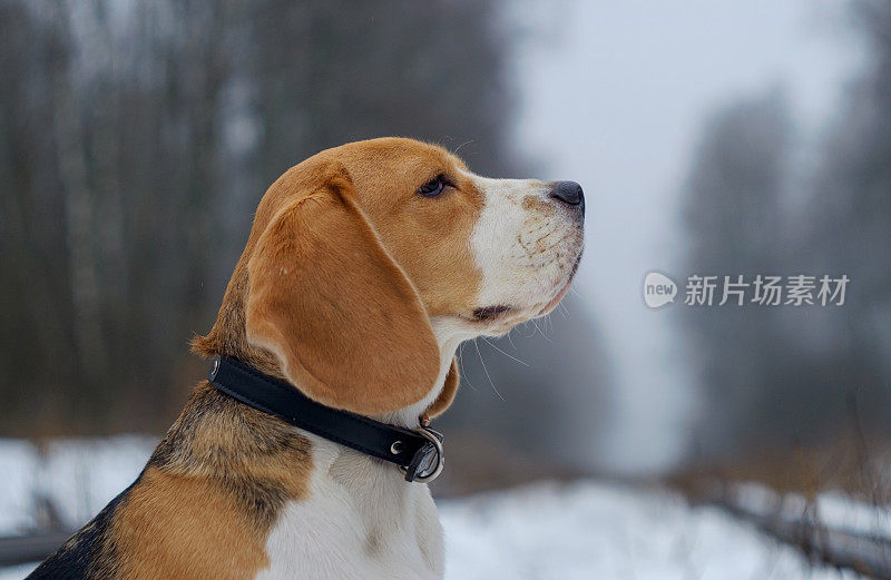 冬天有雾的日子里，一只小猎犬在散步