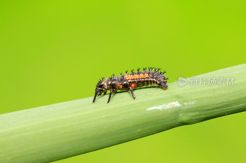 异色瓢虫在野生植物上的幼虫