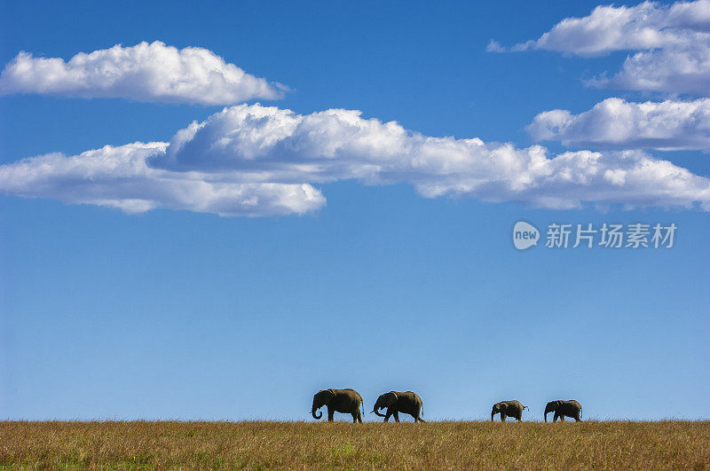 在云的背景下，野象在山脊上行走