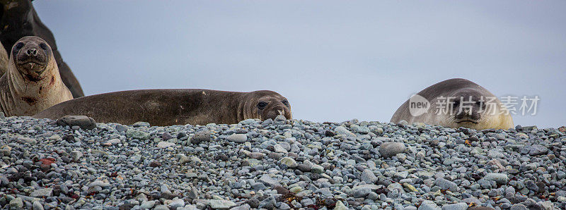 南极洲:企鹅岛上的海狗和象海豹