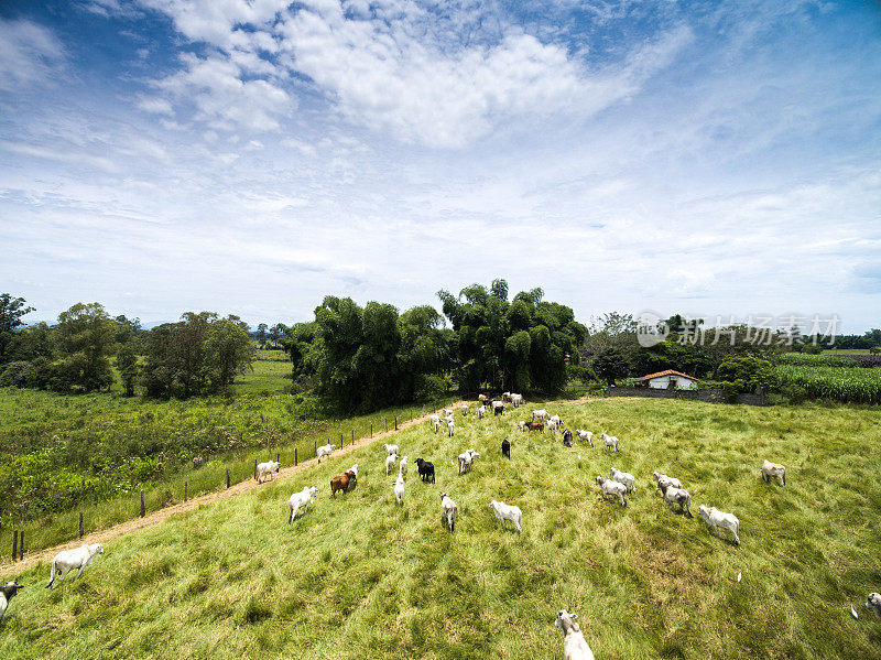 鸟瞰图的奶牛在一个农场在农村地区，巴西