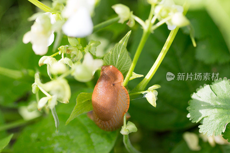 绿豆植物上的蛞蝓