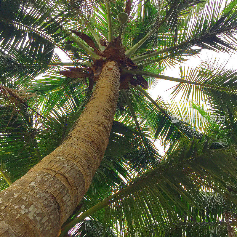 中国海南岛的一棵棕榈树