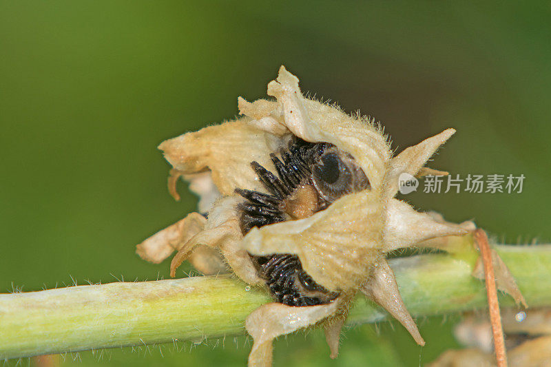 蜀葵种子荚