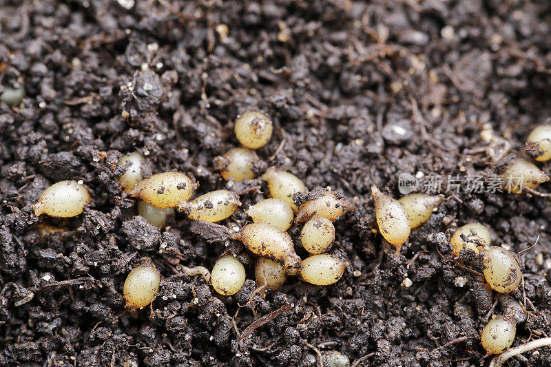 Vermicompost