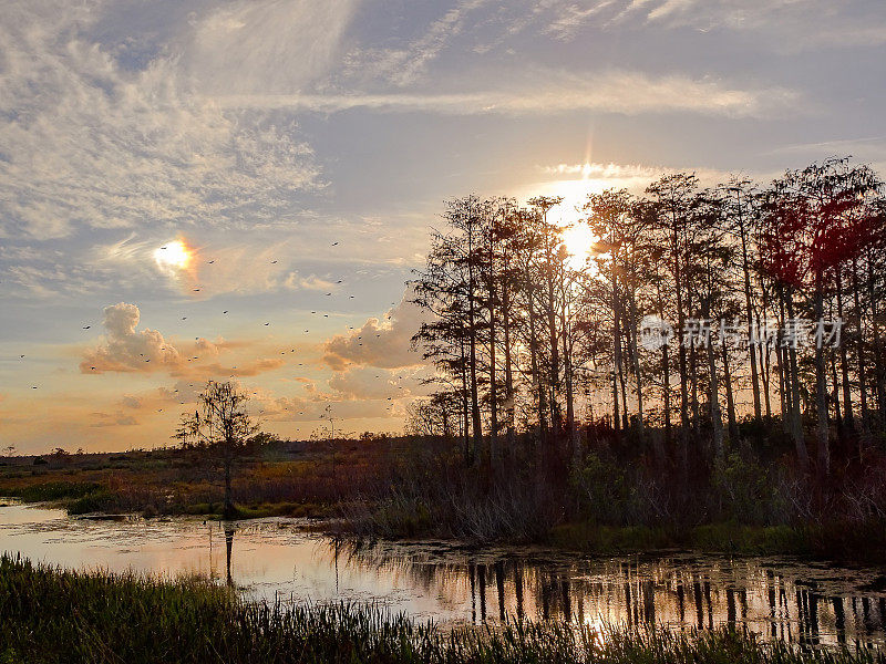 日落时，鸟儿飞过沼泽地