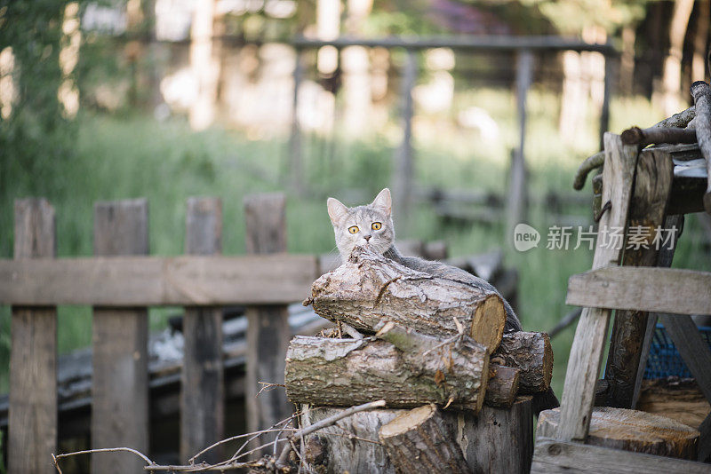 可爱有趣的猫爬在干木头好奇