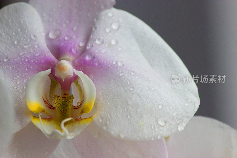 水滴落在白色兰花上