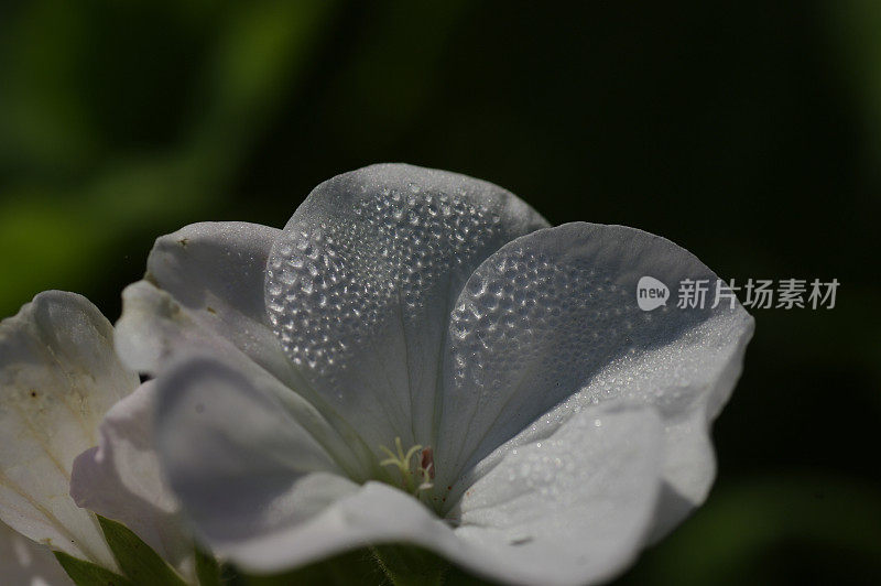 雨滴落在花瓣上