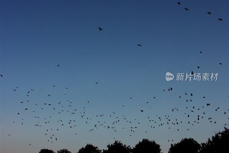 傍晚天空中的一群乌鸦